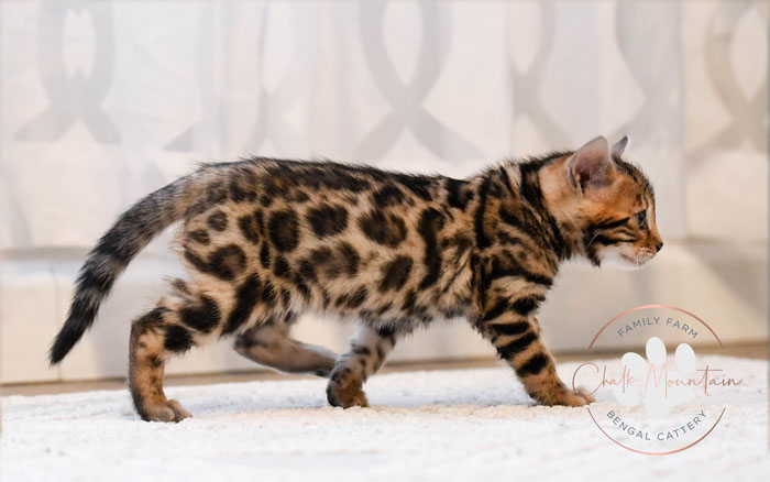 Bengal kitten for sale